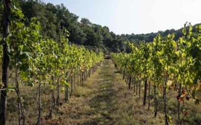 Masseria Torricella - Sessa Aurunca (CE)