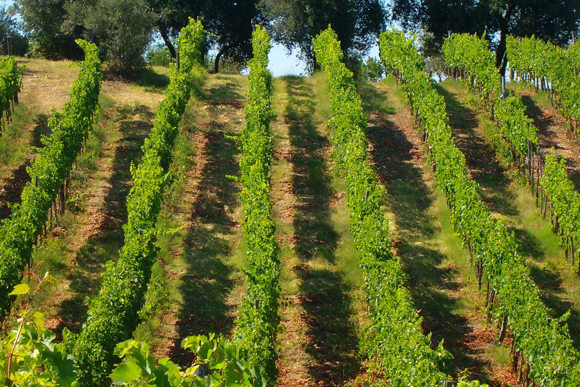 Vigna Vigna